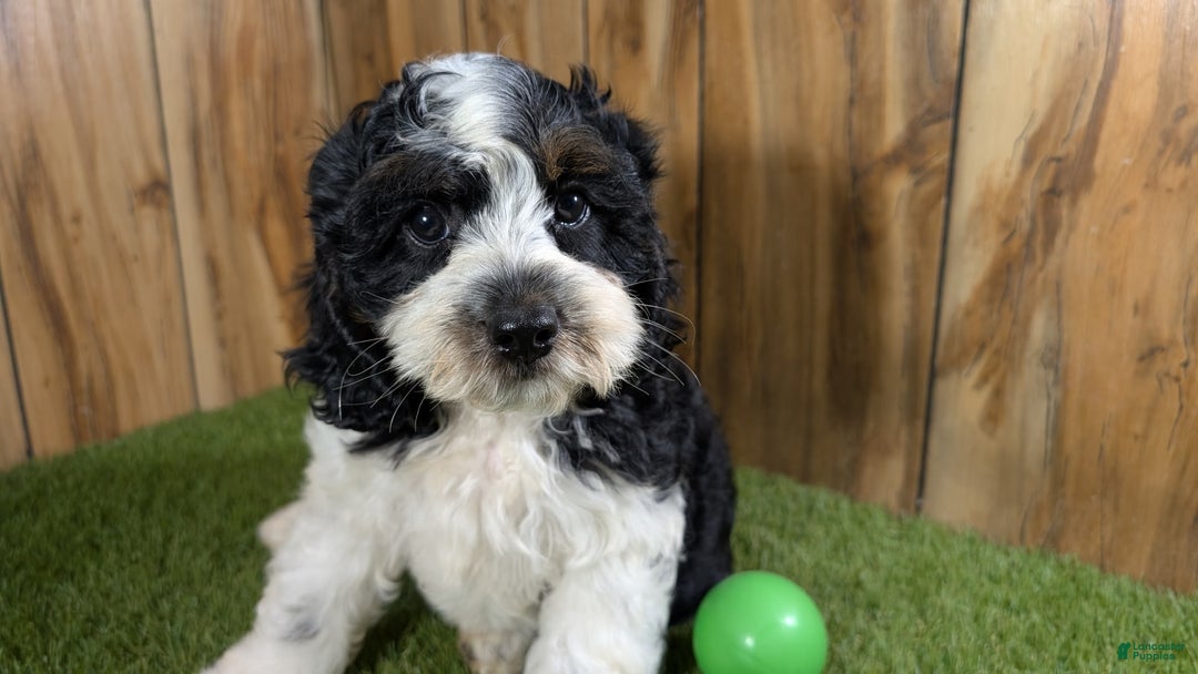 Cavapoo dogs for sale: Missy Boy 2 - Image 11