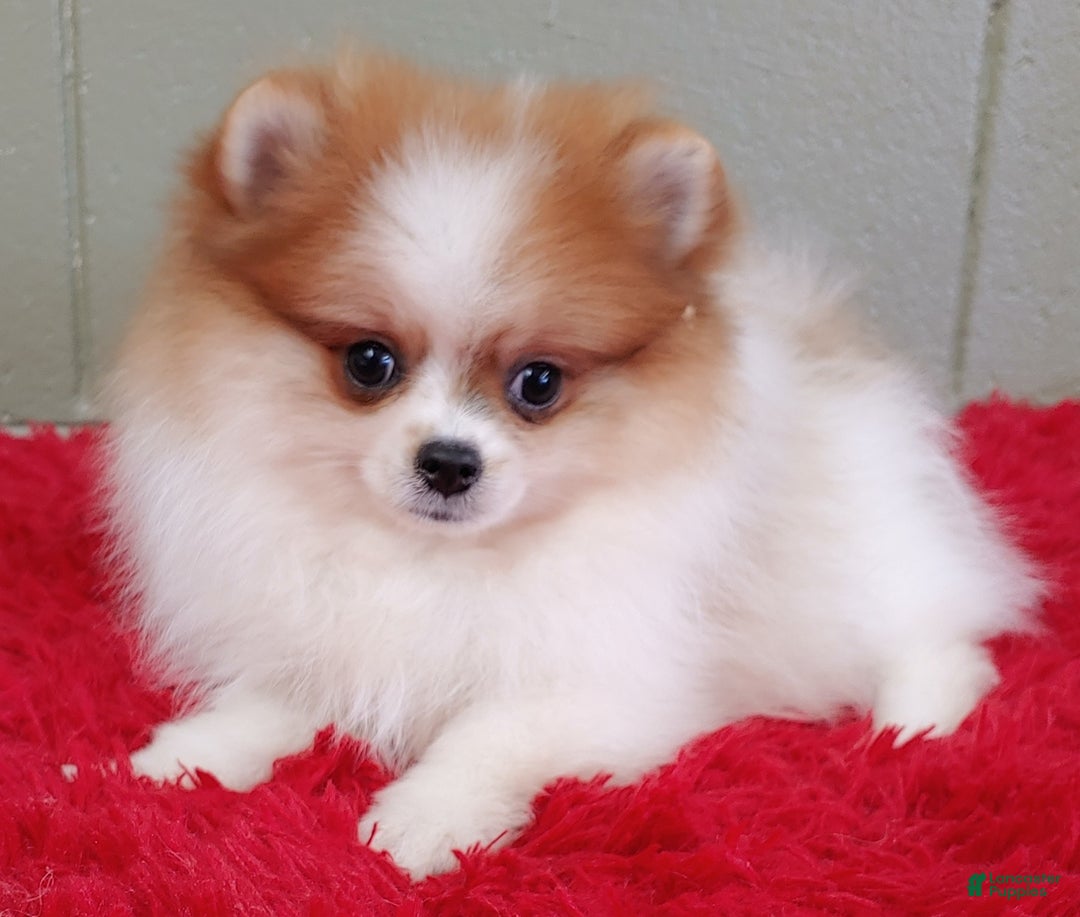 Pomeranian dogs for sale: Tommy - Image 6