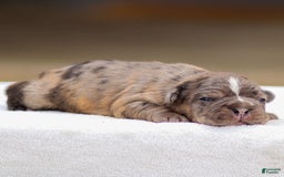 Frenchton dogs for sale: Brody - Image 3