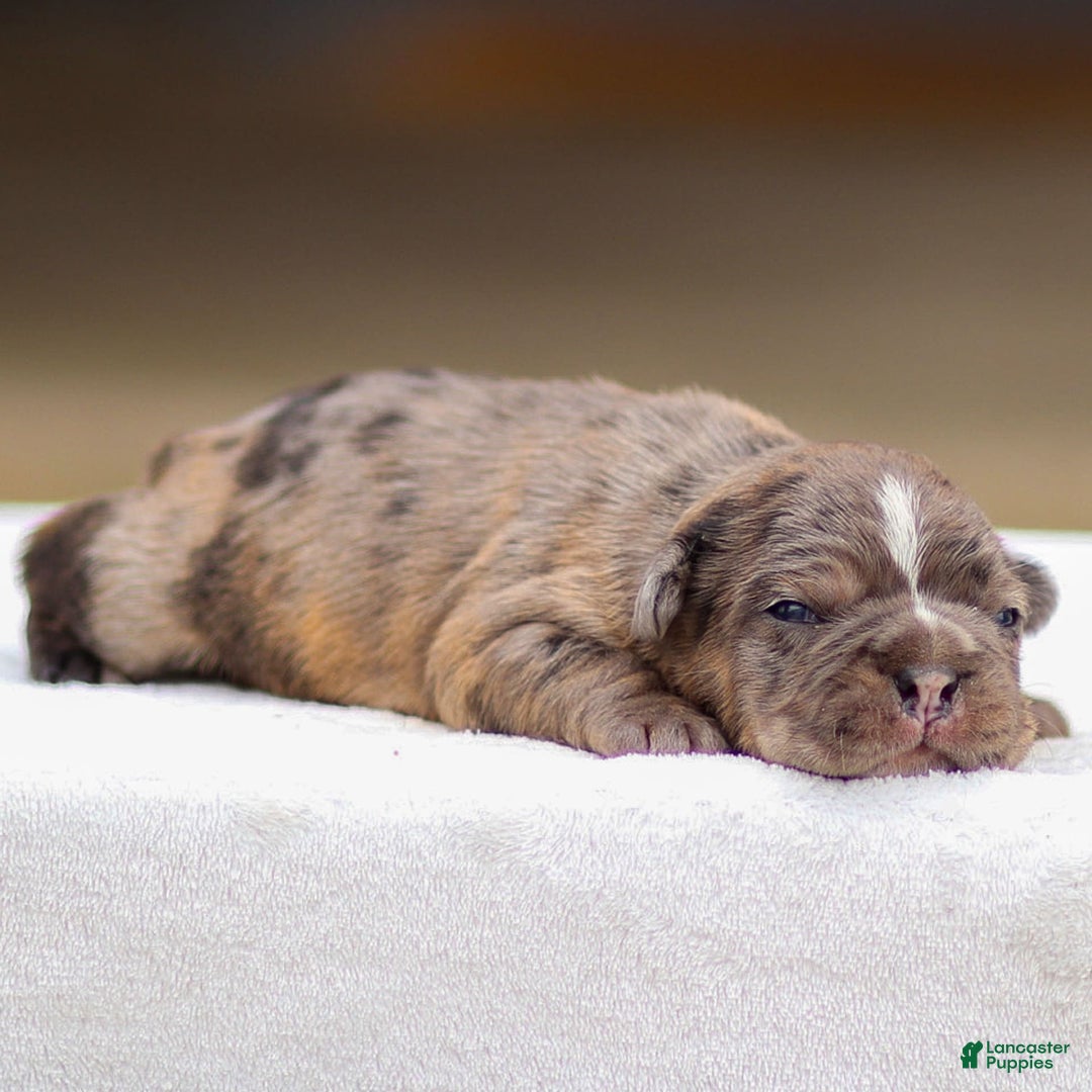 Frenchton dogs for sale: Brody - Image 3
