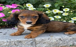 Dachshund dogs for sale: Dixie - Image 10