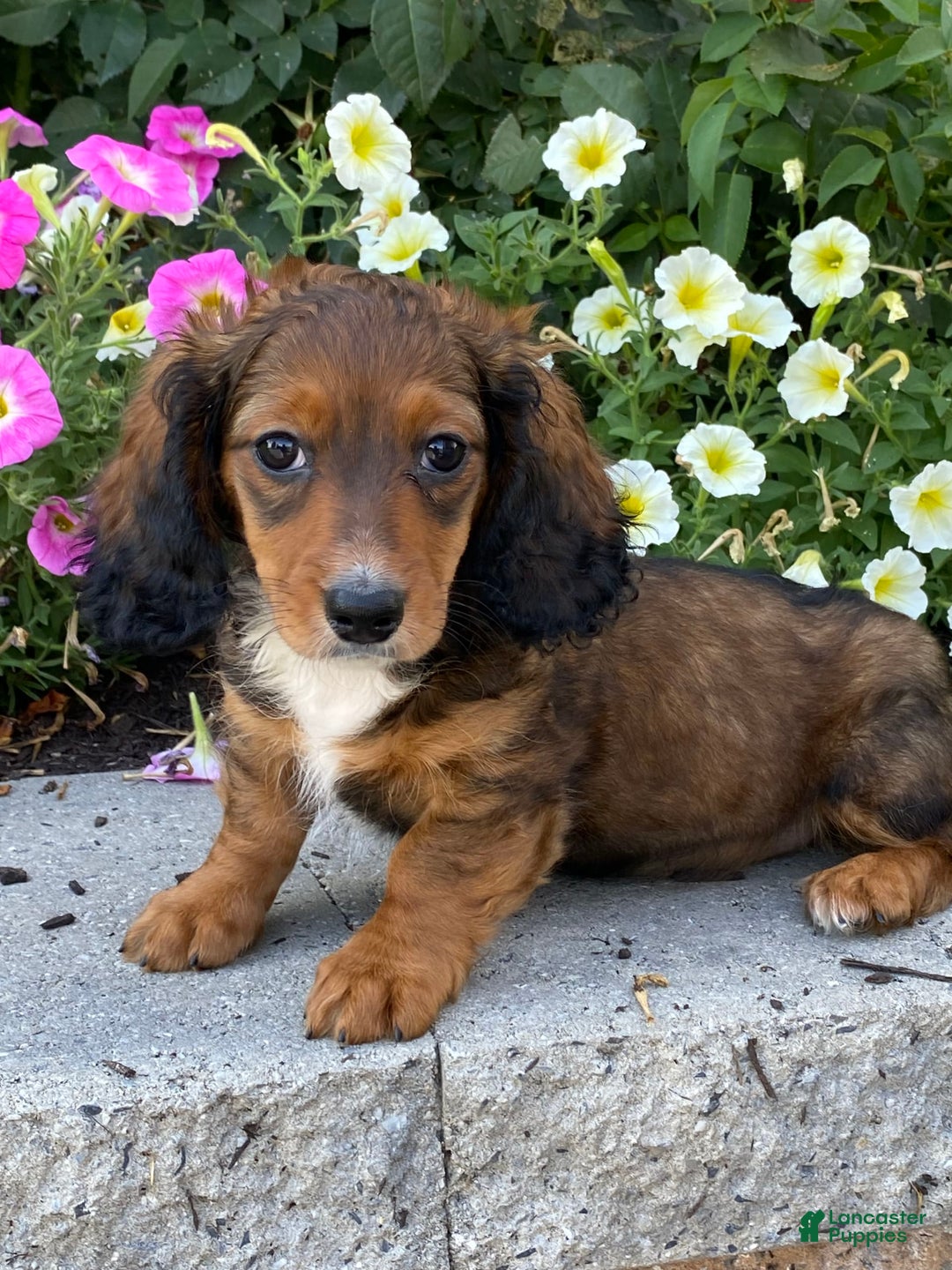 Dachshund dogs for sale: Dixie - Image 10