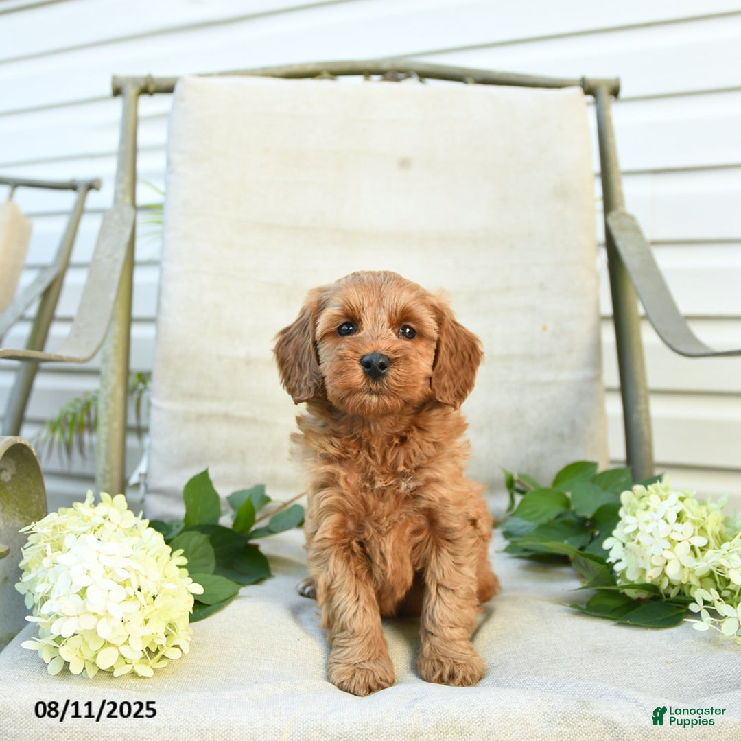 Mini Goldendoodle dogs for sale: Jewel - Image 5