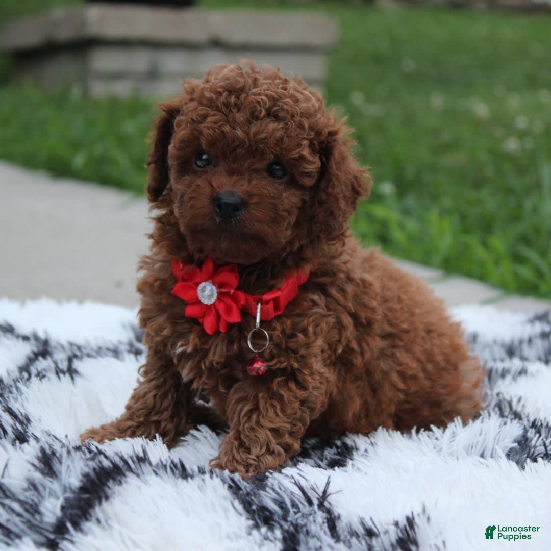 Toy Poodle dogs for sale: Kody - Image 9