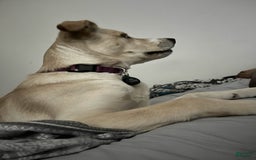 Goberian dogs for sale: Nova - Image 7