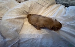 Pomeranian dogs for sale: Cookie Doe - Image 9