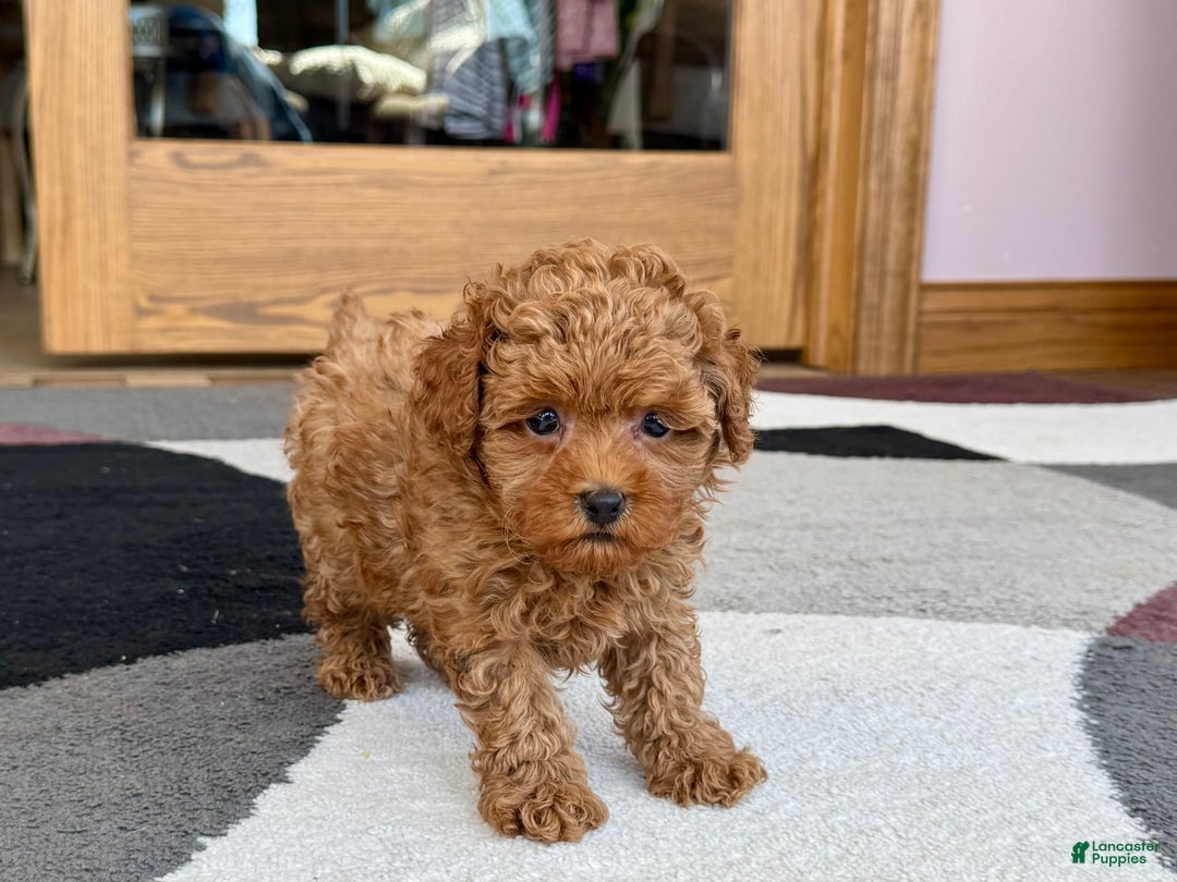 Maltipoo dogs for sale: Shanna - Image 2