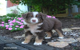 Australian Shepherd dogs for sale: Boots - Image 3