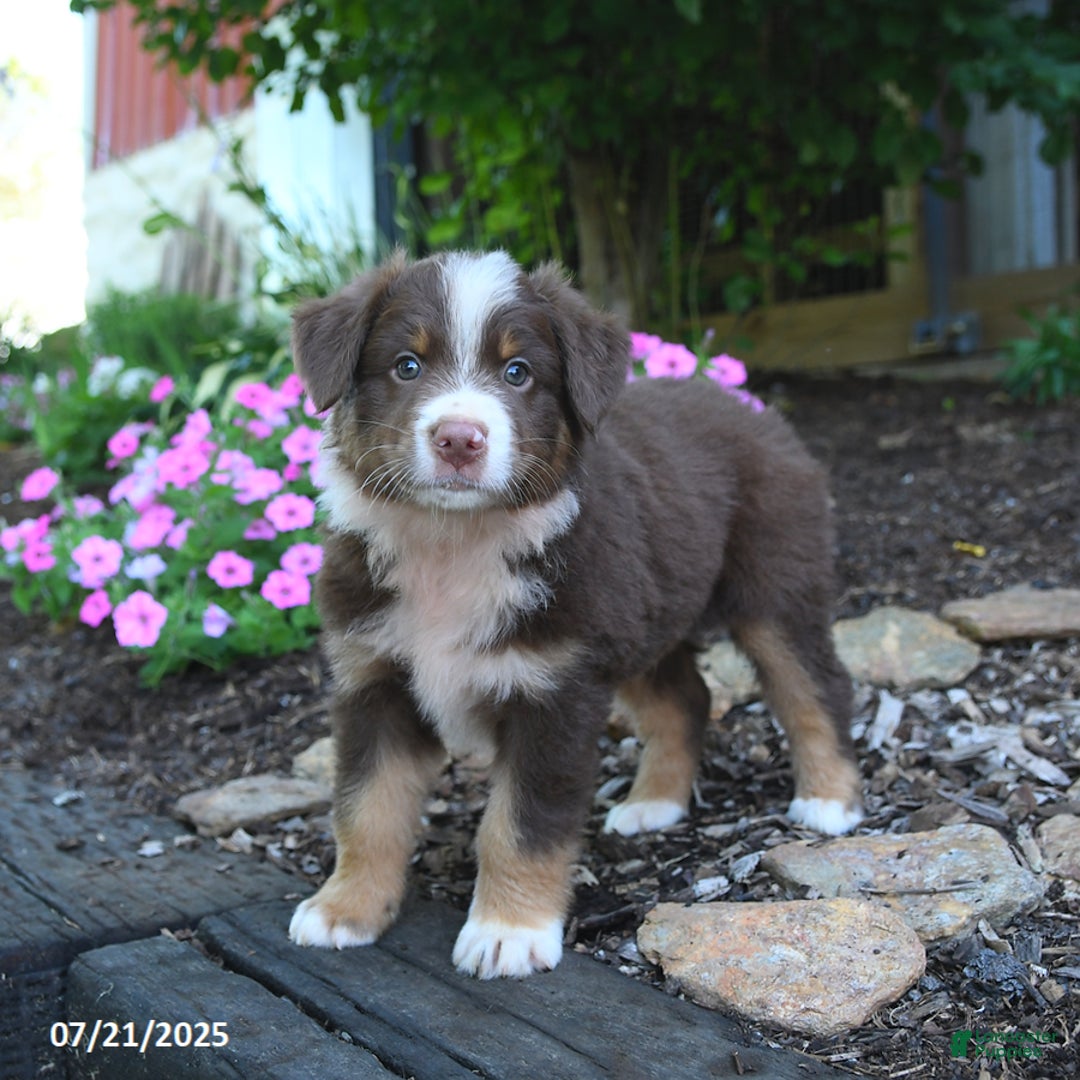Australian Shepherd dogs for sale: Boots - Image 3