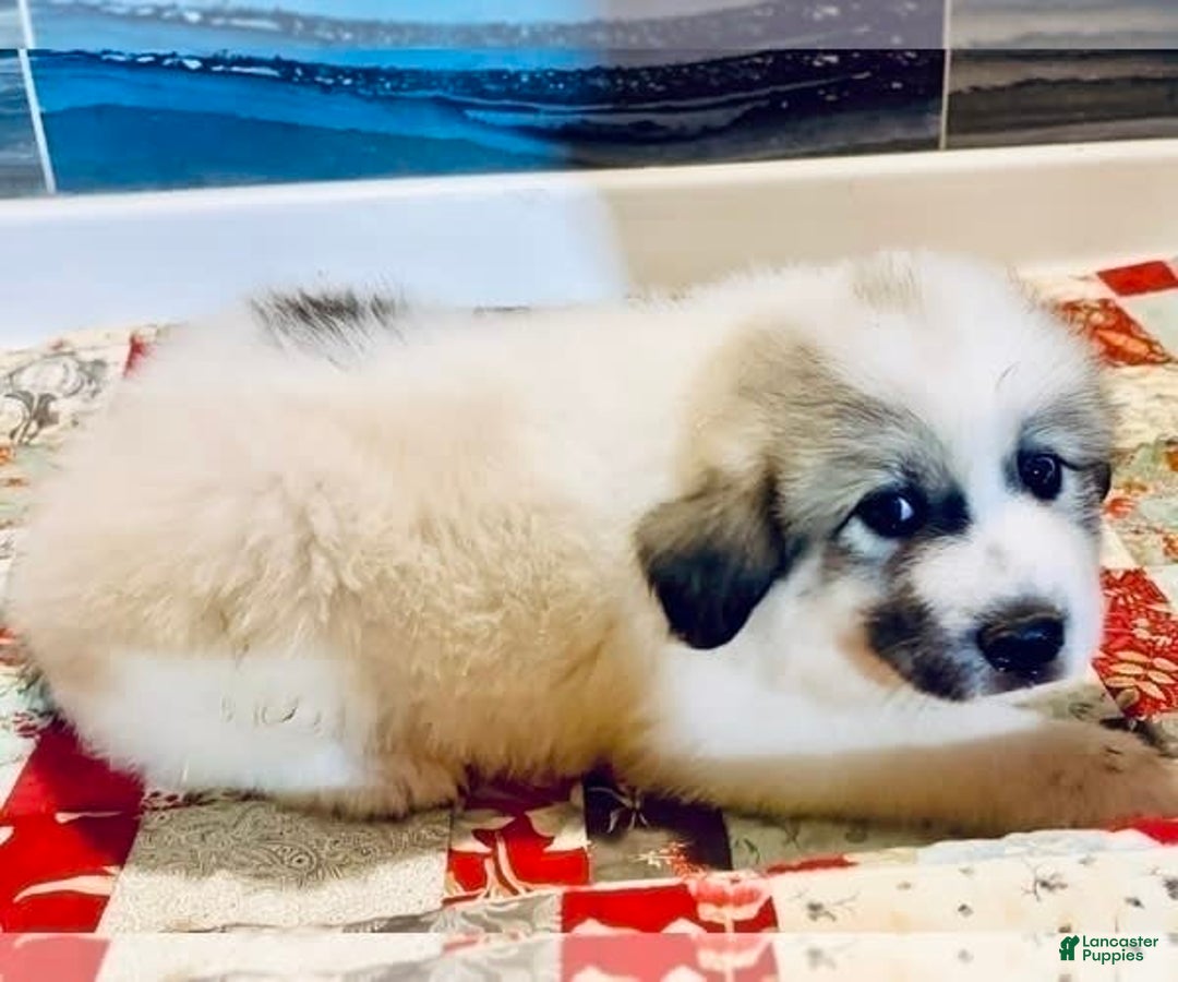 Great Pyrenees dogs for sale: Reba - Image 2