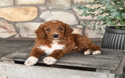 Mini Goldendoodle dogs for sale: Barkey - Image 3
