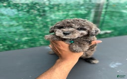 Toy Poodle dogs for sale: Merle toy poodle - Image 3