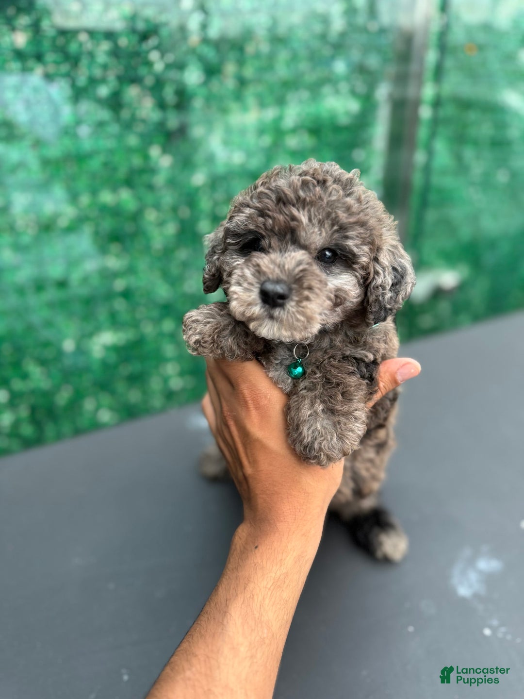 Toy Poodle dogs for sale: Merle toy poodle - Image 3