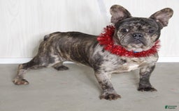 Frenchton dogs for sale: Stewie - Image 9