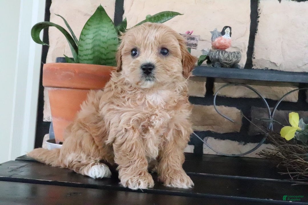 Shihpoo dogs for sale: Shih-Poo 5 puppies - Image 18