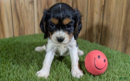Cavalier King Charles Spaniel dogs for sale: Stardust Girl 1 - Image 7