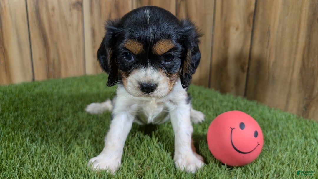 Cavalier King Charles Spaniel dogs for sale: Stardust Girl 1 - Image 7