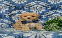 Maltipoo dogs for sale: Eghan Toy Size - Image 2
