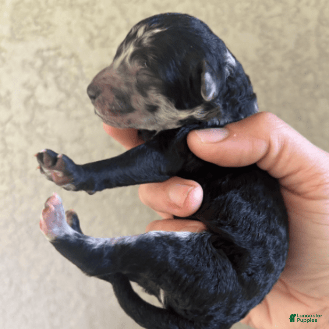 Aussiedoodle dogs for sale: Milly - Image 10