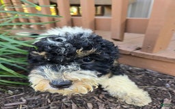 Bernedoodle dogs for sale: Candy - Image 7