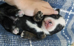 Mini Bernedoodle dogs for sale: Leo - Image 30