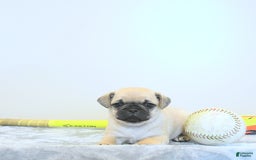 Jug dogs for sale: Rylan - Image 7