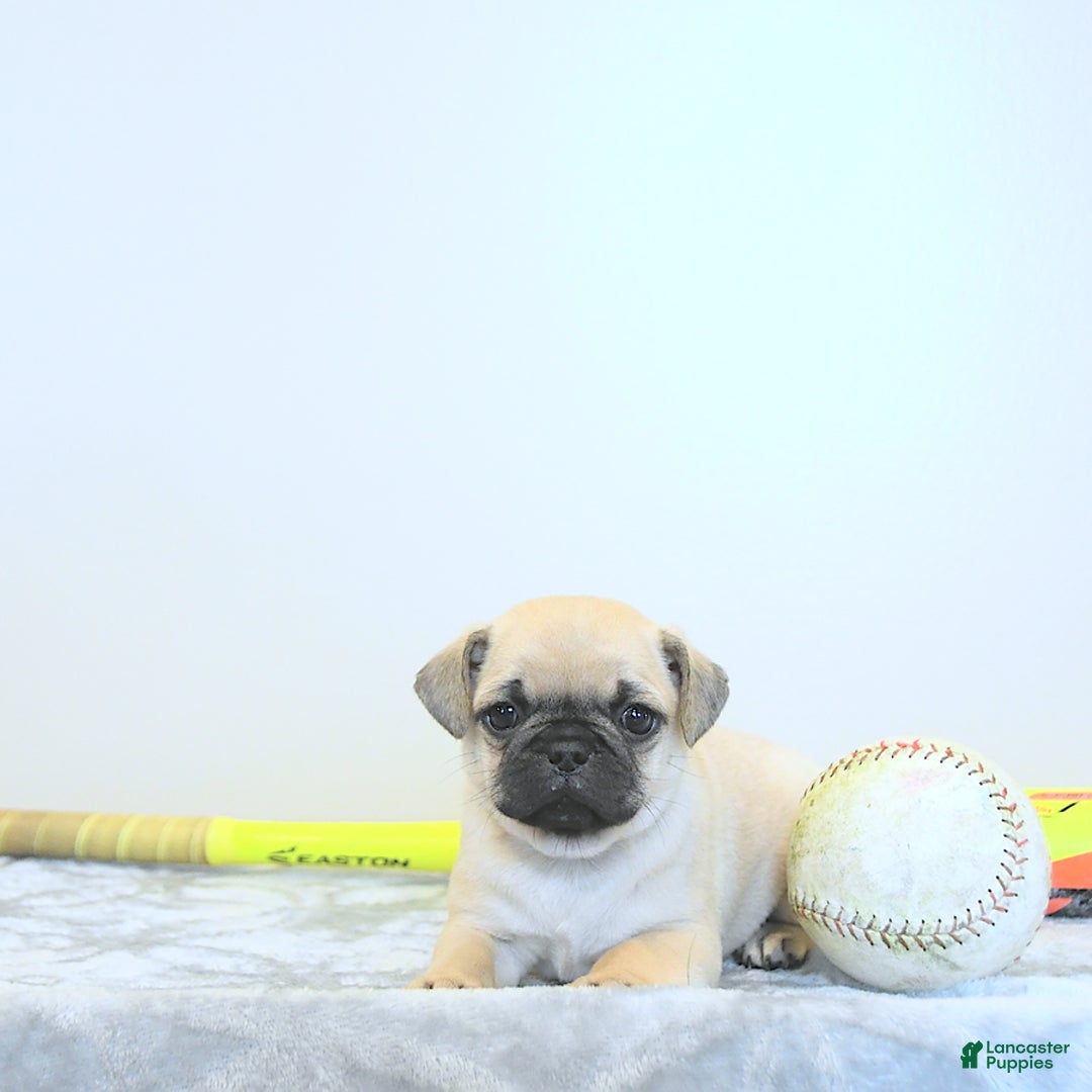 Jug dogs for sale: Rylan - Image 7