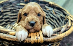 Cavapoo dogs for sale: Garrett - Image 9