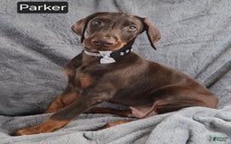 Doberman Pinscher dogs for sale: Parker - Image 3