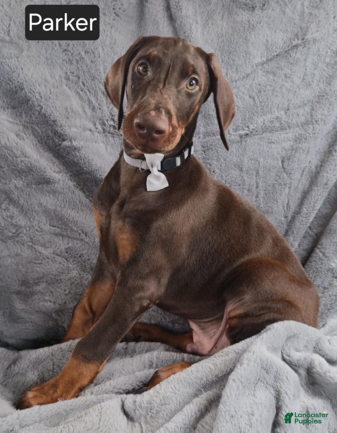 Doberman Pinscher dogs for sale: Parker - Image 3