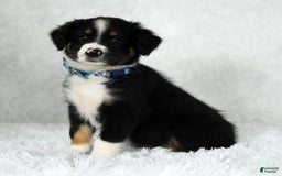 Miniature Australian Shepherd dogs for sale: Wyatt - Image 8