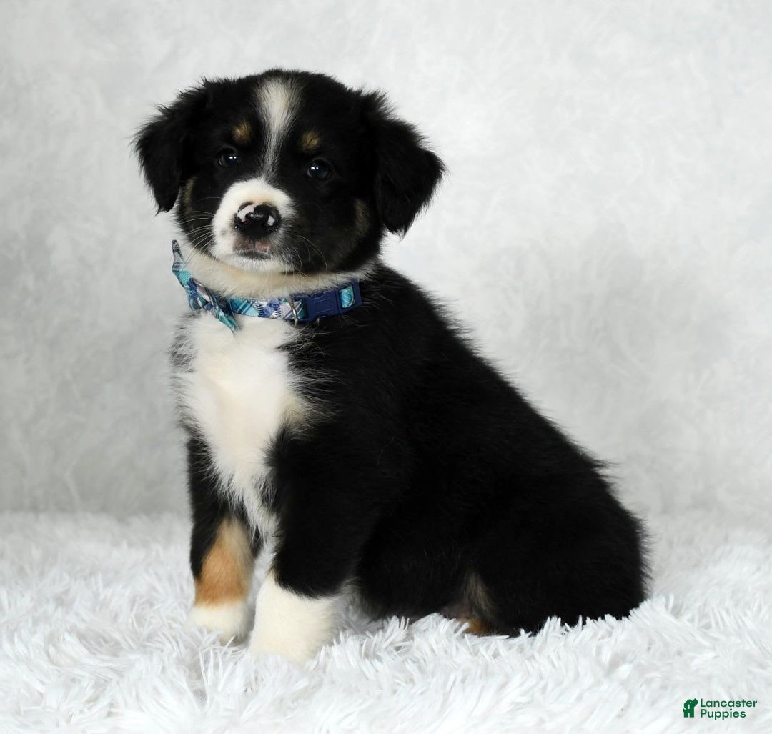 Miniature Australian Shepherd dogs for sale: Wyatt - Image 8