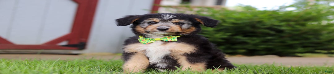 Ollie