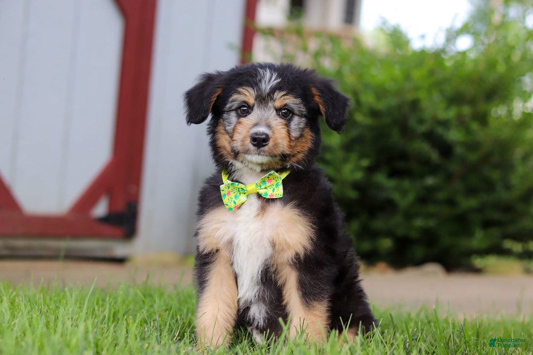 Mini Bernedoodle dogs for sale: Ollie - Image 1