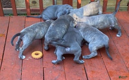 American Bully dogs for sale: Majestic - Image 19