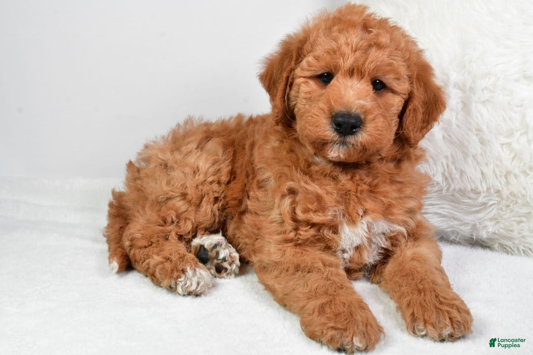  dogs for sale: Mini Labradoodle 7 puppies - Image 20