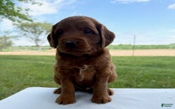 Mini Goldendoodle dogs for sale: Charlie - Image 1