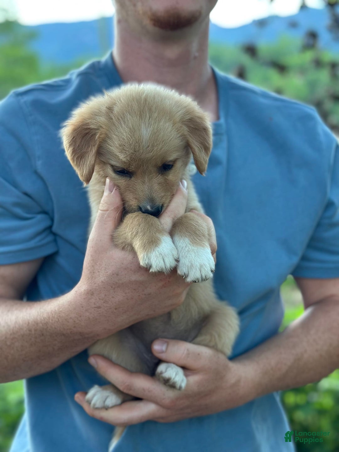 Golden Retriever dogs for sale: Female 1 - Image 3