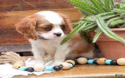 Cavalier King Charles Spaniel dogs for sale: Destiny - Image 6