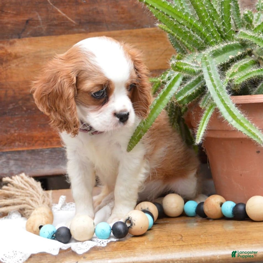 Cavalier King Charles Spaniel dogs for sale: Destiny - Image 6