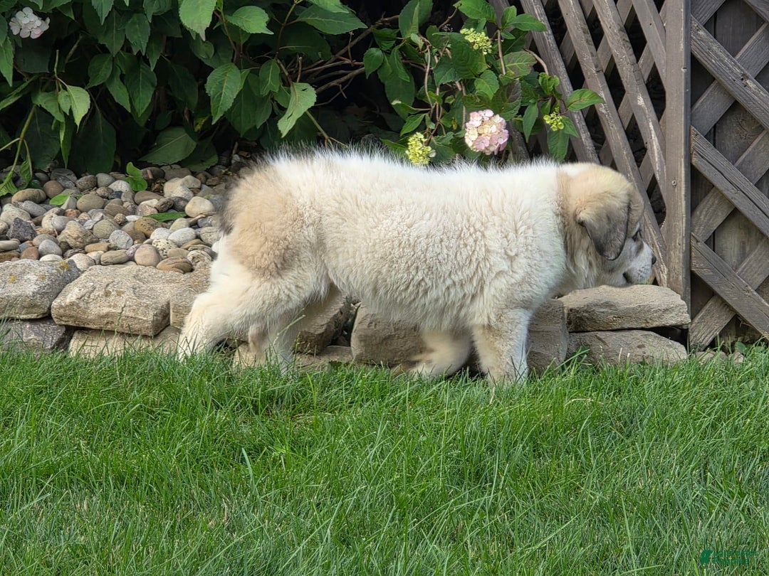 Great Pyrenees dogs for sale: Lucy - Image 3