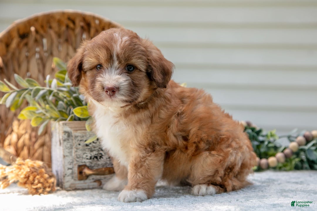 Mini Aussiedoodle dogs for sale: Rory - Image 1