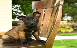 Belgian Malinois dogs for sale: Ada - Image 5