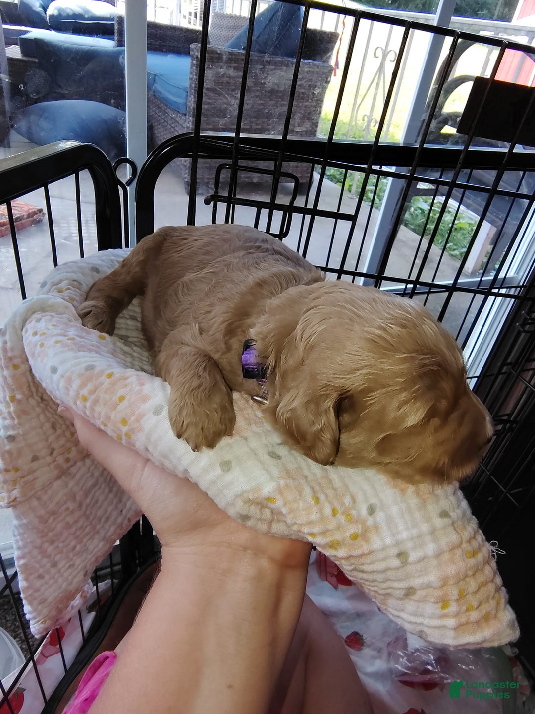 Mini Goldendoodle dogs for sale: Betsy - Image 4