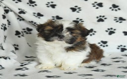Shih Tzu dogs for sale: Everest - Image 1