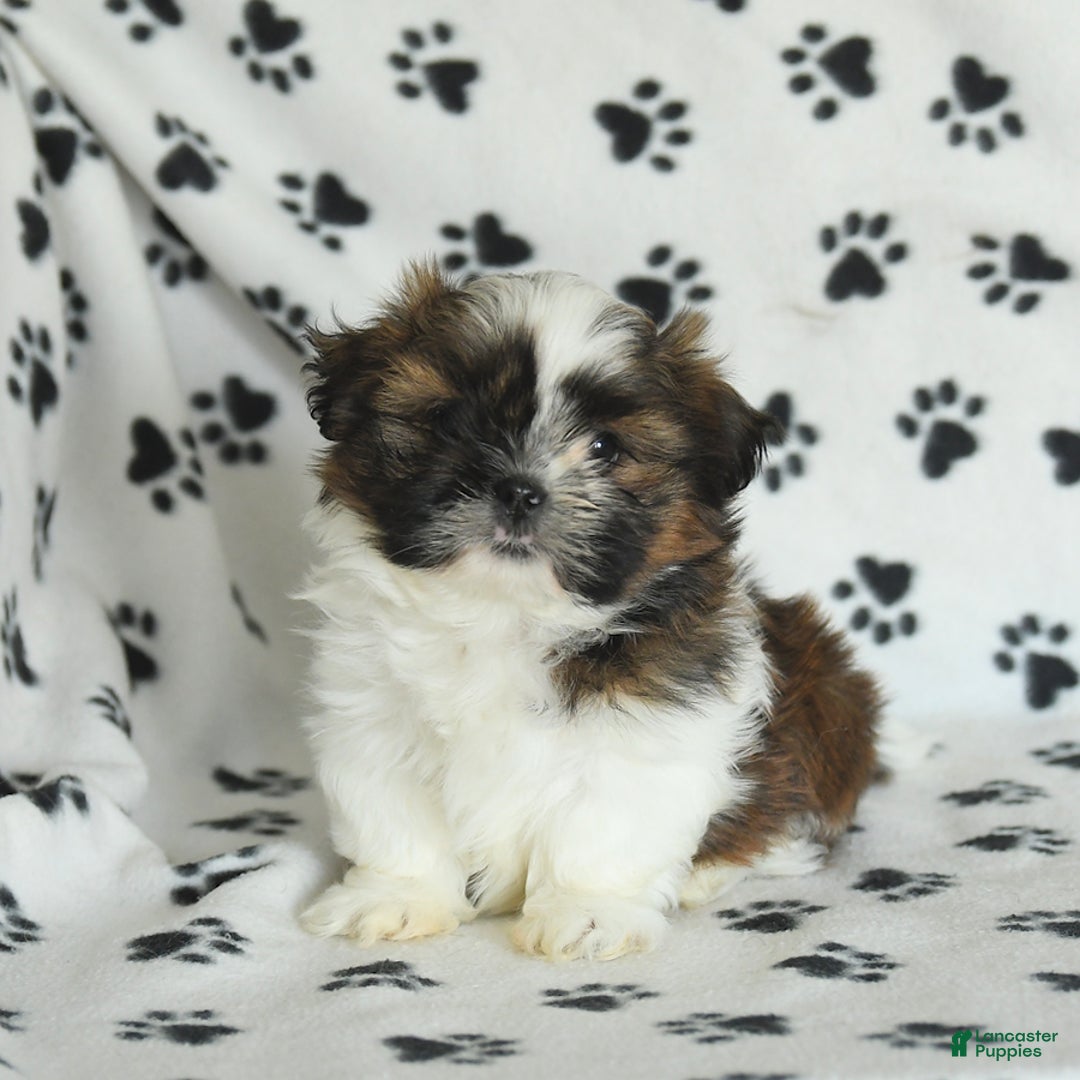 Shih Tzu dogs for sale: Everest - Image 1