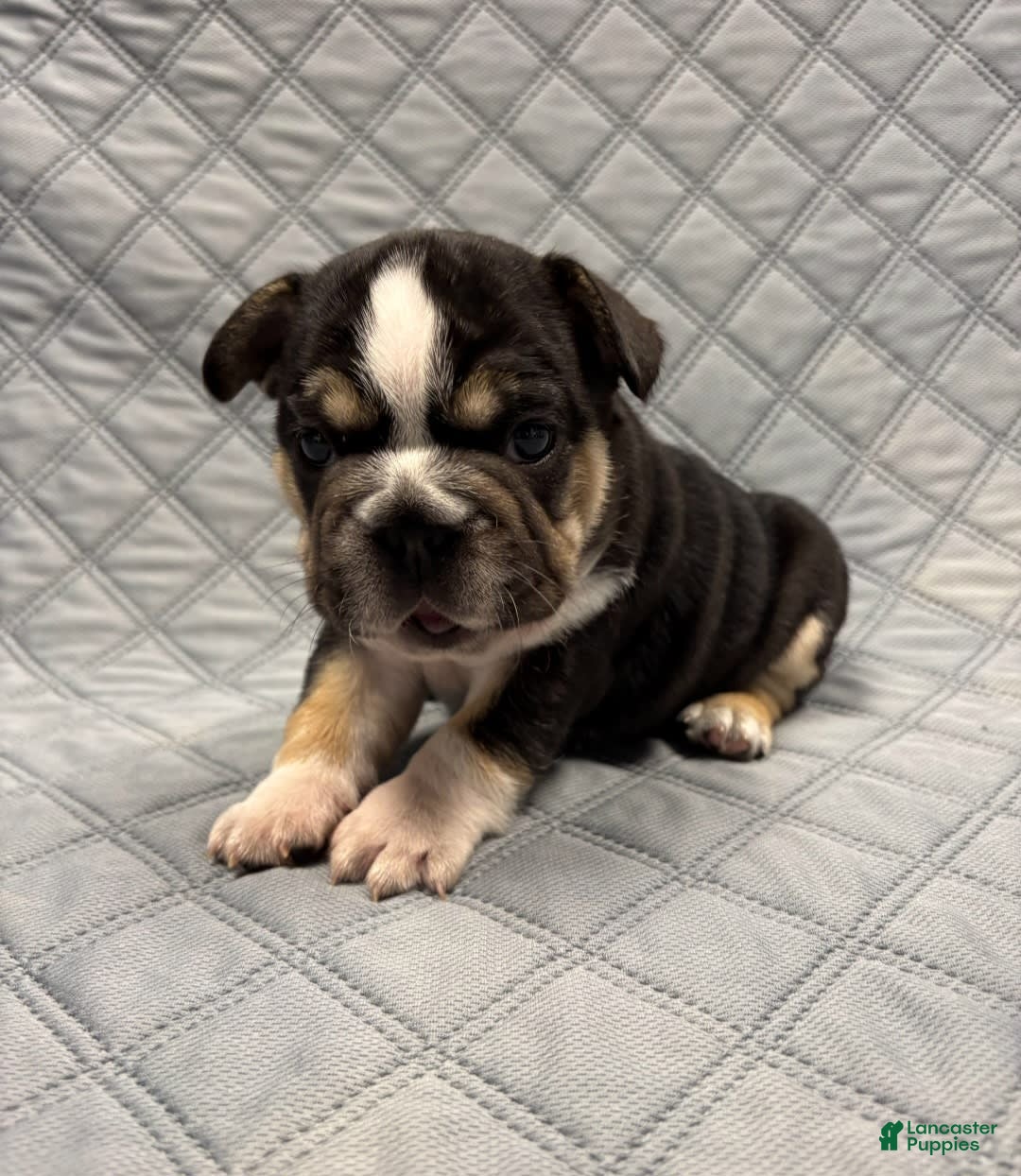 French Bulldog dogs for sale: Lexi - Image 2