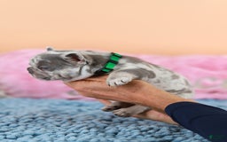 French Bulldog dogs for sale: Davis - Image 10