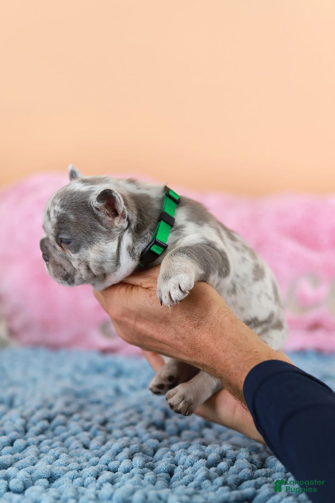French Bulldog dogs for sale: Davis - Image 10