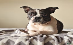 Boston Terrier dogs for sale: Lacey - Image 11
